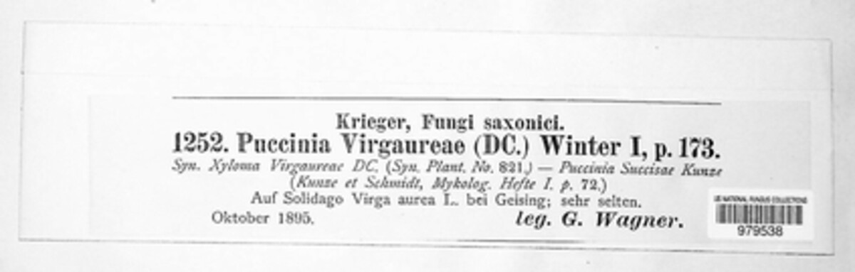 Puccinia virgaureae image